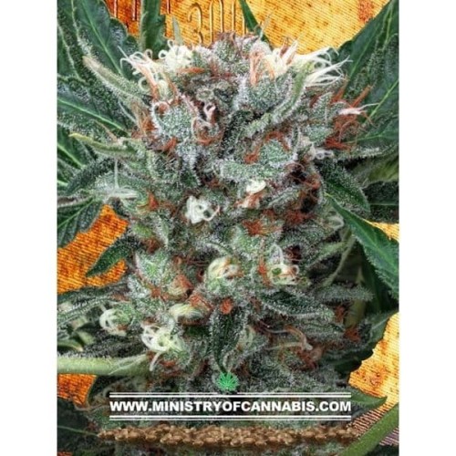 MINISTRY OF CANNABIS - Zensation