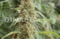 DINAFEM - Strawberry Amnesia