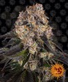 Barney's Farm - Girl Scout Cookies