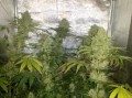 DUTCH PASSION - Euforia®