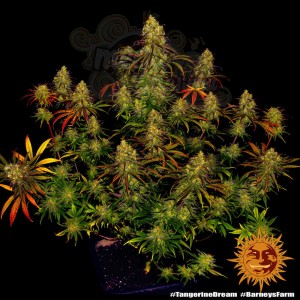 BARNEY’S FARM - Tangerine Dream