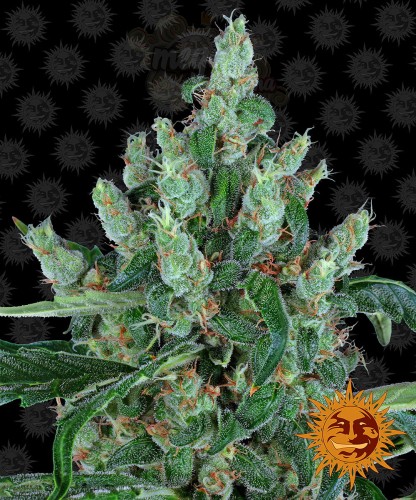 Barney's Farm - Laughing Buddha