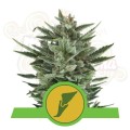 ROYAL QUEEN SEEDS - Quick One Automatic