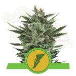 ROYAL QUEEN SEEDS - Quick One Automatic