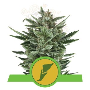 ROYAL QUEEN SEEDS - Quick One Automatic