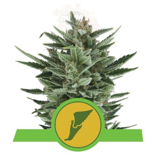 ROYAL QUEEN SEEDS - Quick One Automatic