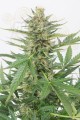 DINAFEM - Cheese XXL Auto