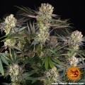 Barney's Farm - Runtz
