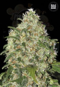 BULK SEED BANK - Amnesia Platinum