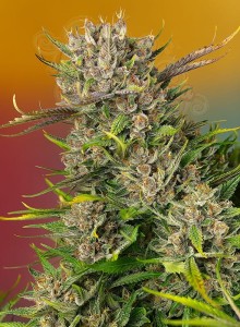 Sweet Seeds - Papaya Zoap Auto