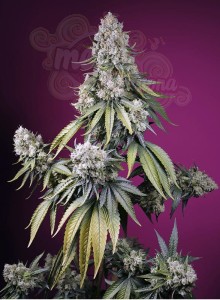 Sweet Seeds - Jealousy Z XL Auto
