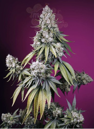 Sweet Seeds - Jealousy Z XL Auto