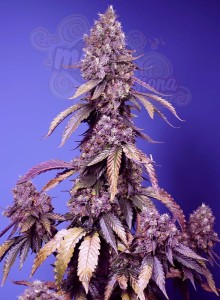 Sweet Seeds - Black Muffin F1 Fast
