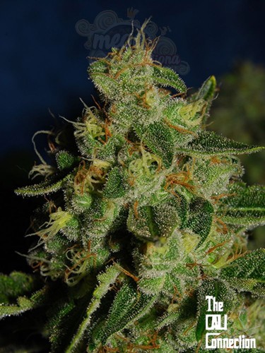 Cali Connection - Green Crack (1)