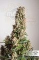DUTCH PASSION - Auto Orange Bud® (1)