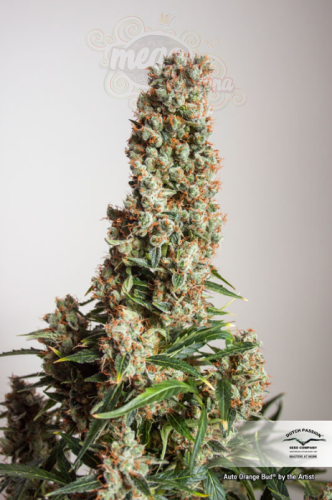 DUTCH PASSION - Auto Orange Bud® (1)