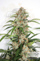 DUTCH PASSION - Auto Orange Bud® (1)