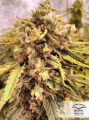 DUTCH PASSION - Auto Orange Bud® (1)