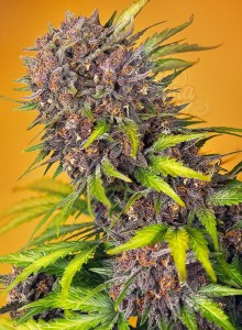 Sweet Seeds - Diablo Rojo XL Auto