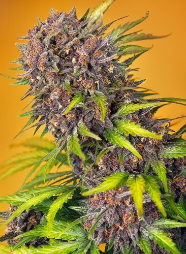 Sweet Seeds - Diablo Rojo XL Auto