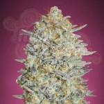 Gelato #33 Fast (1)