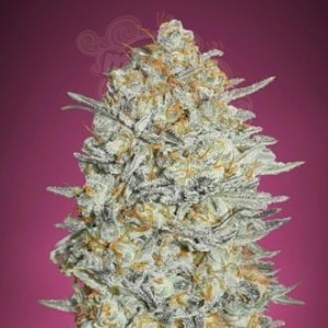 -80% Gelato #33 Fast PROMO 10szt