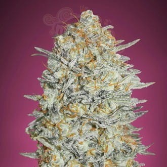 Gelato #33 Fast (1)