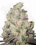 Blue Cheese