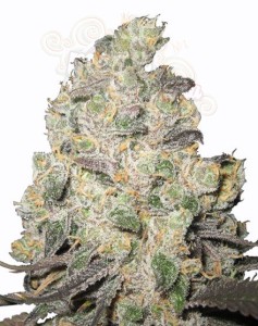 Blue Cheese