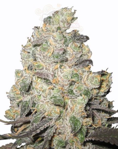 Blue Cheese