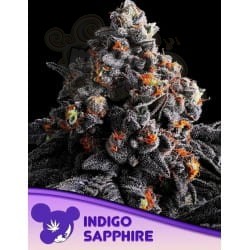 Anesia Seeds - Anesia Scout Cookies (1)
