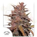 -40% DUTCH PASSION - CBD Blackberry Kush Auto 7szt (1)