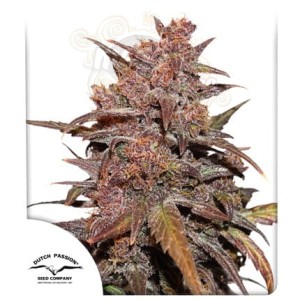 -50% DUTCH PASSION - CBD Blackberry Kush Auto 100szt