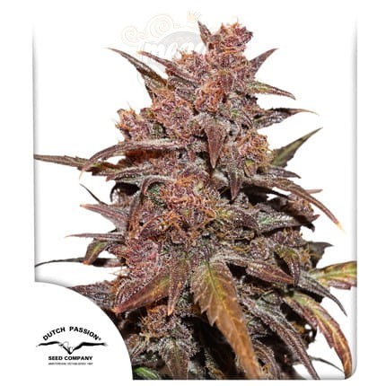 -40% DUTCH PASSION - CBD Blackberry Kush Auto 7szt (1)