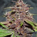 -40% DUTCH PASSION - CBD Blackberry Kush Auto 7szt (1)