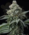 Barney's Farm - Bruce Banner