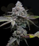 BARNEY'S FARM - Apple Fritter