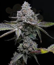 BARNEY'S FARM - Apple Fritter