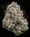 Barney's Farm - Black Cherry Gushers