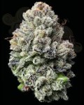 Lemon Cherry Gelato - BARNEY'S FARM