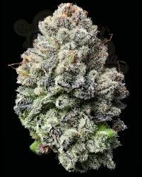 Lemon Cherry Gelato - BARNEY'S FARM