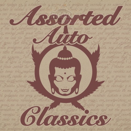 Buddha Seeds - Assorted Auto Classics MIX