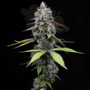 Barney's Farm - Zoap