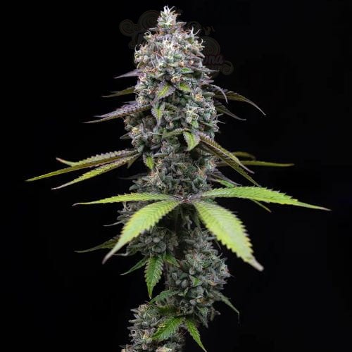 Barney's Farm - Zoap