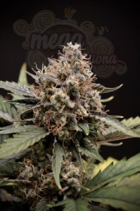 Mephisto Genetics - Sweet 'n' Sour Auto