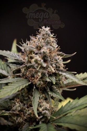 Mephisto Genetics - Sweet 'n' Sour Auto