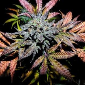Mephisto Genetics - Pinot Noir Auto