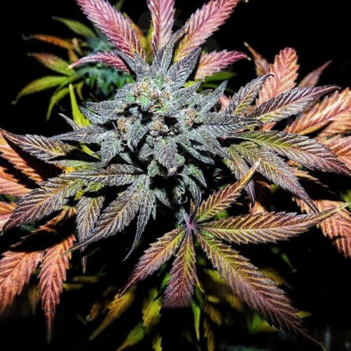 Mephisto Genetics - Pinot Noir Auto
