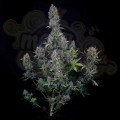 Mephisto Genetics - Pink Panama Auto
