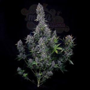 Mephisto Genetics - Pink Panama Auto